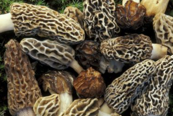 Morel mushrooms caused 50 illnesses, three hospitalizations, and two death in Montana (May 2023)