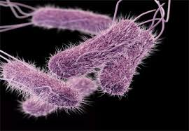 Michigan residents are urged by MDHHS and MDARD to monitor for E. coli as an increase in cases are investigated in three counties