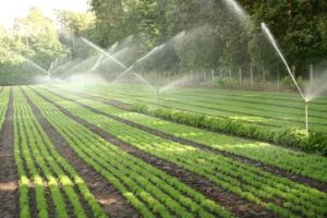 Lettuce irrigation