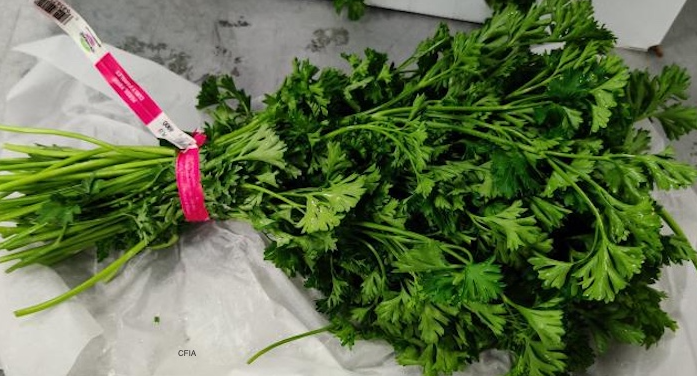 Trudeau Farms curly parsley recalled due to Salmonella