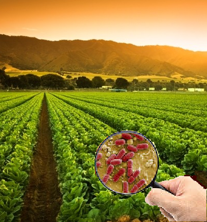 FDA results from microbiological surveillance and analysis of romaine lettuce from Yuma county, AZ