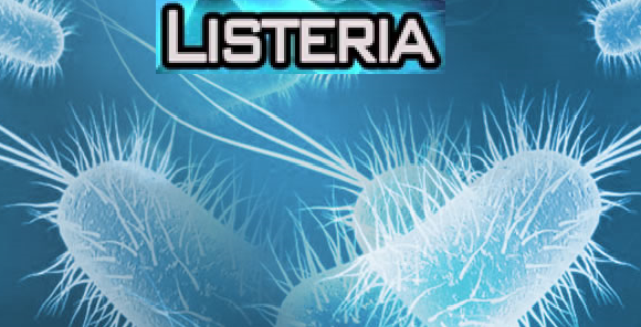 How Listeria invades human and animal cells