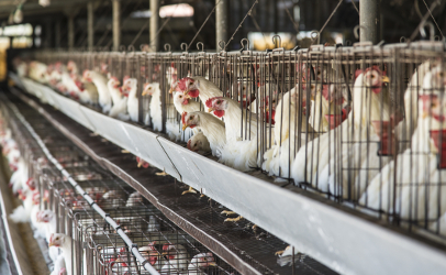 Coronavirus slowdown at processors force NC farmers to start killing 1.5M chickens