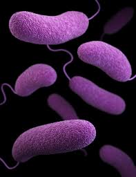 CDC reports global expansion of Pacific Northwest Vibrio parahaemolyticus