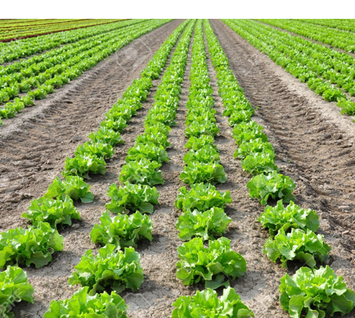 Lettuce Sampling of Romaine by FDA in Yuma Growing Region