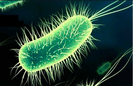 CDC concluded the investigation of E. coli O157:H7 outbreaks from December 2020