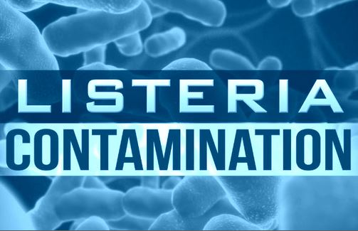 Listeria innocua and welshimeri species are developing harmful characteristics similar to L. monocytogenes