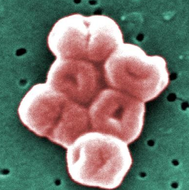 Carbapenem-resistant Acinetobacter 