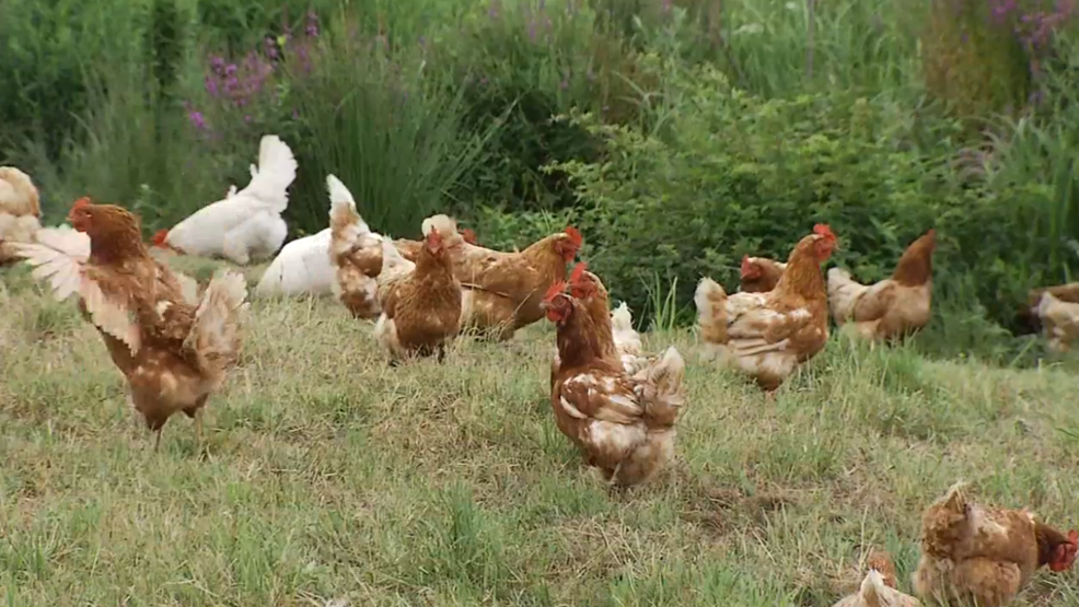 The CDC is investigating new outbreaks of Salmonella linked to backyard poultry