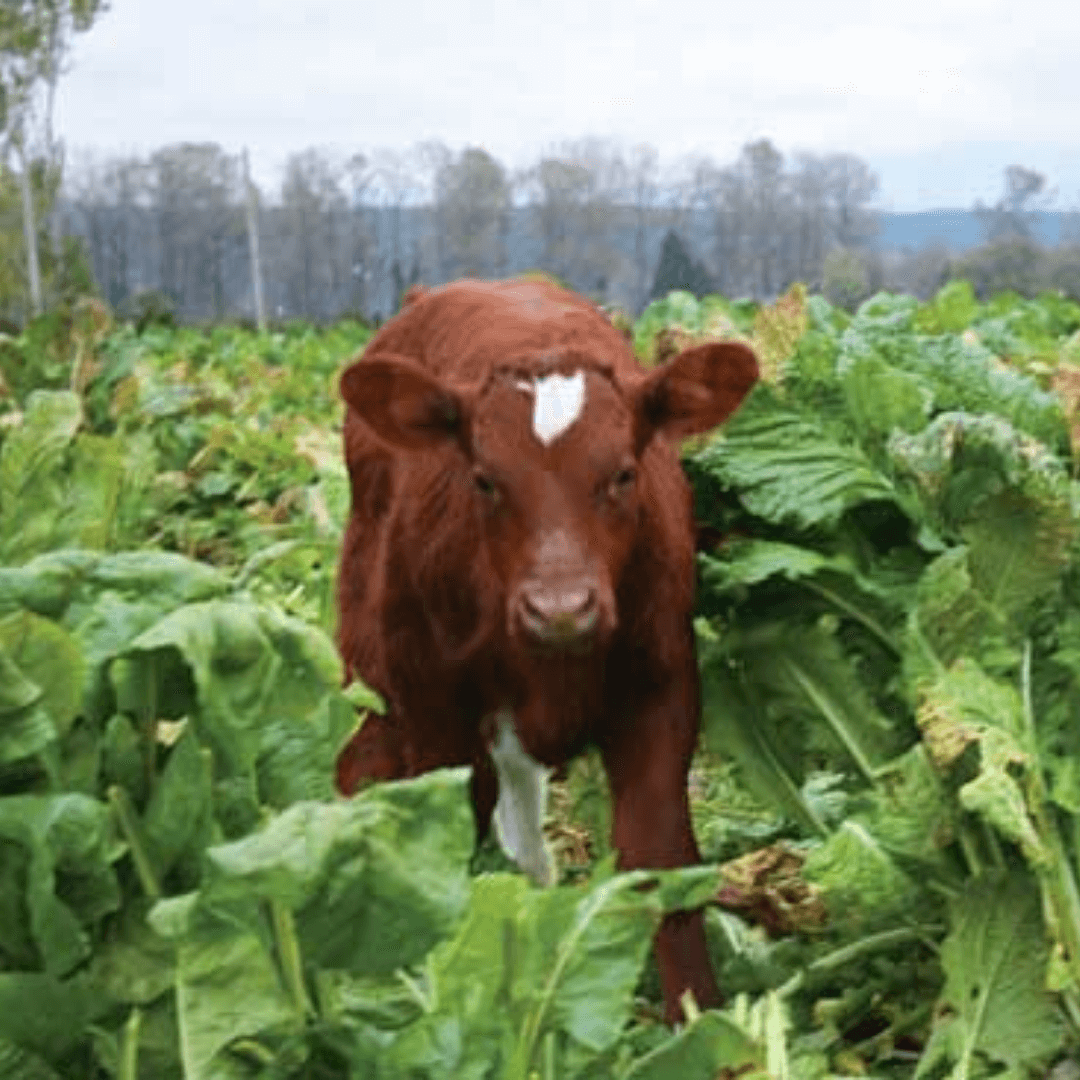 FDA announced that leafy greens E. coli outbreak investigation is over- cattle implicated in the outbreak
