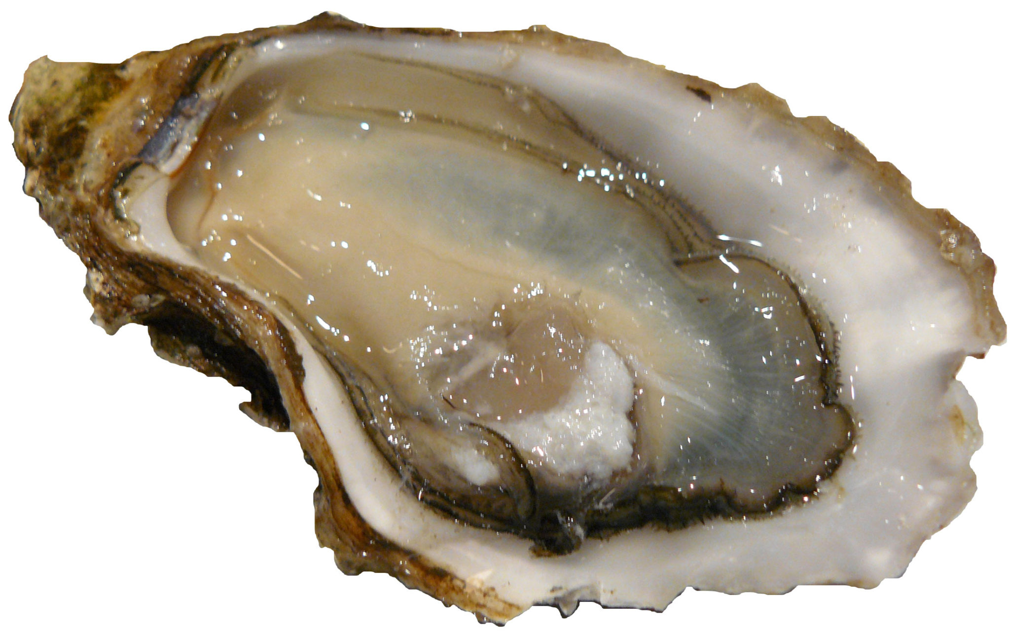 In Canada Stellar Bay Shellfish Oysters were recalled due to norovirus