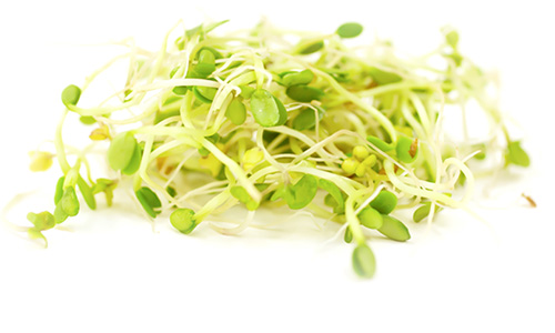 Investigation of E. coli O103 in clover sprouts