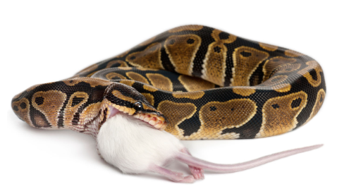 An Outbreak of Salmonella infections linked to snakes and rodents in Canada