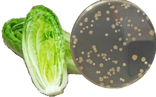 USDA scientists study the seasonality effects of E. coli outbreaks in bagged romaine